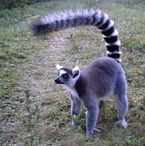 ringtail-080905